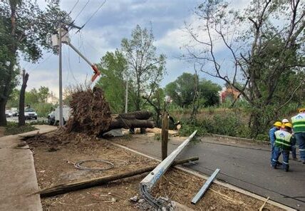 CDMX enfrenta un problema grave: 350 mil árboles pueden colapsar por falta de mantenimiento, plagas y enfermedades. Necesitamos acción urgente para evitar tragedias y proteger nuestro patrimonio urbano.