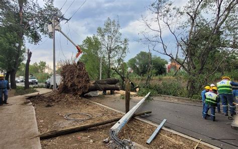 CDMX enfrenta un problema grave: 350 mil árboles pueden colapsar por falta de mantenimiento, plagas y enfermedades. Necesitamos acción urgente para evitar tragedias y proteger nuestro patrimonio urbano.