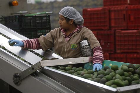 La producción agrícola en México no sigue el ritmo de demanda, aumentando precios y dependencia en importaciones. Urgen cambios estructurales y mejoras tecnológicas para autosuficiencia alimentaria.