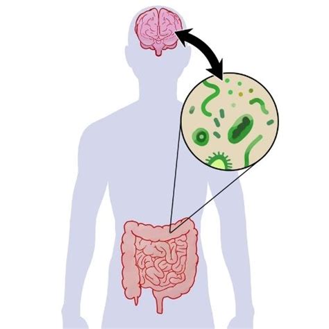 Una microbiota intestinal saludable es vital para el bienestar mental, influye en la producción de serotonina y puede reducir síntomas de depresión y ansiedad.