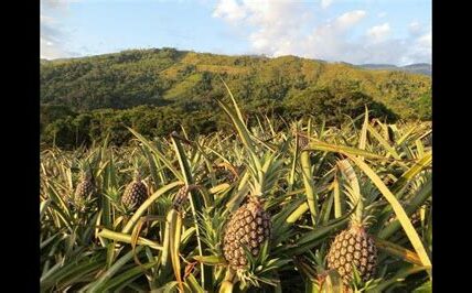 Gobernadora electa de Oaxaca, Piña, asumirá el cargo el 14 de diciembre. Evento contará con masiva asistencia y medidas de seguridad. Piña abordará retos y políticas futuras.