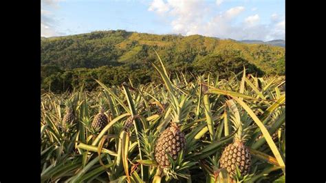 Gobernadora electa de Oaxaca, Piña, asumirá el cargo el 14 de diciembre. Evento contará con masiva asistencia y medidas de seguridad. Piña abordará retos y políticas futuras.