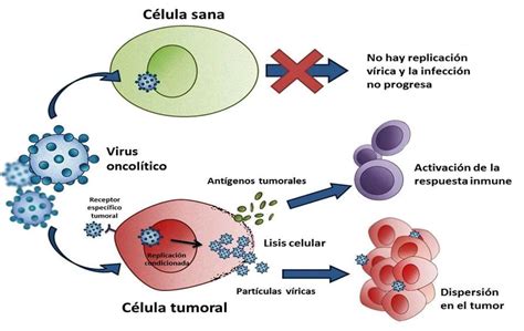 Estudio revela que ciertos patógenos pueden influir en la aparición de cáncer, abriendo vías para tratamientos y prevención.