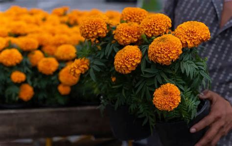 El cempasúchil se encarece, preocupando a comerciantes y consumidores; la tradición del Día de Muertos enfrenta nuevos desafíos económicos.