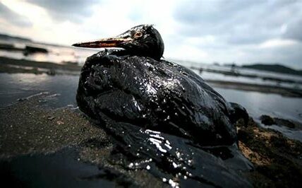 Derrame de petróleo en Papantla: flora y fauna gravemente afectadas, preocupaciones por la salud y cultivos en riesgo. Comunidades exigen acciones inmediatas de Pemex y autoridades.