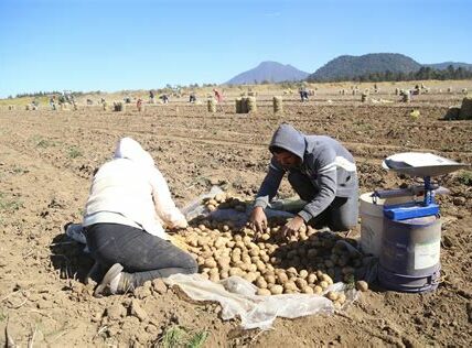 La importación de papa desde EE.UU. amenaza la estabilidad de productores mexicanos y plantea riesgos fitosanitarios. Urgen medidas para proteger la producción nacional.