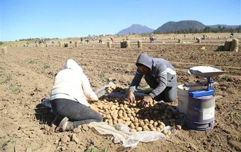 La importación de papa desde EE.UU. amenaza la estabilidad de productores mexicanos y plantea riesgos fitosanitarios. Urgen medidas para proteger la producción nacional.