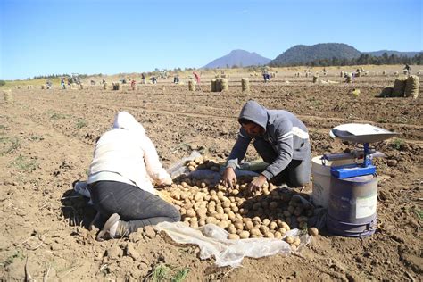 La importación de papa desde EE.UU. amenaza la estabilidad de productores mexicanos y plantea riesgos fitosanitarios. Urgen medidas para proteger la producción nacional.