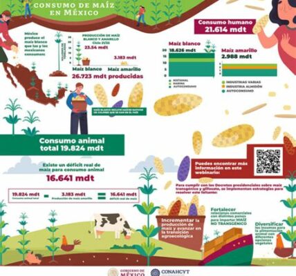 México se convierte en superavitario en maíz blanco, fortaleciendo su economía agrícola y abriendo oportunidades de exportación internacional.