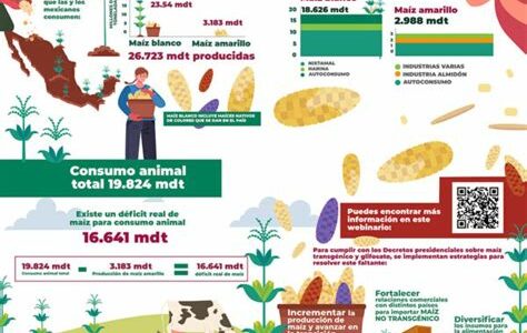 México se convierte en superavitario en maíz blanco, fortaleciendo su economía agrícola y abriendo oportunidades de exportación internacional.