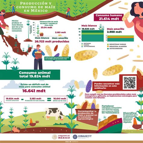 México se convierte en superavitario en maíz blanco, fortaleciendo su economía agrícola y abriendo oportunidades de exportación internacional.