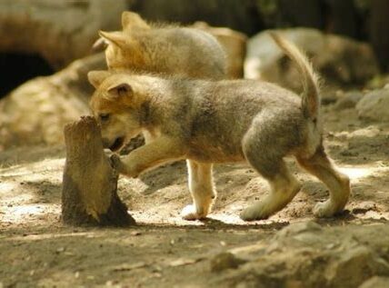 Animales bebés en zoos mexicanos destacan esfuerzos de conservación. Pandas y rinocerontes blancos: nacimientos cruciales para la biodiversidad y educación pública.