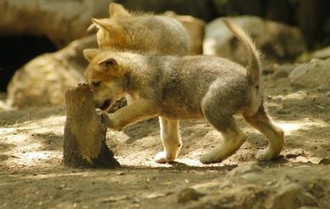 Animales bebés en zoos mexicanos destacan esfuerzos de conservación. Pandas y rinocerontes blancos: nacimientos cruciales para la biodiversidad y educación pública.