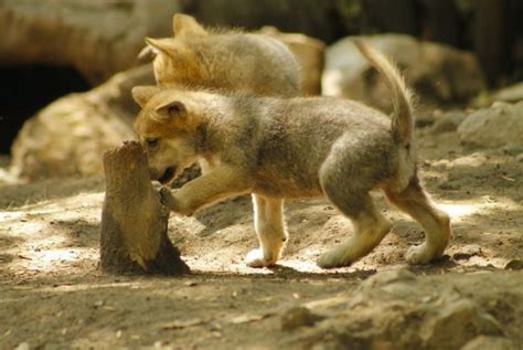 Animales bebés en zoos mexicanos destacan esfuerzos de conservación. Pandas y rinocerontes blancos: nacimientos cruciales para la biodiversidad y educación pública.