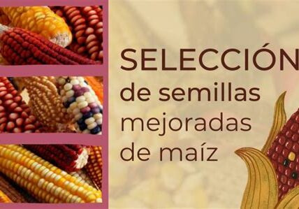 Mejorar el uso de semillas mejoradas en México requiere capacitación, investigación adaptada y políticas efectivas para maximizar su potencial y asegurar sostenibilidad en el sector agrícola.