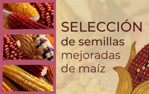 Mejorar el uso de semillas mejoradas en México requiere capacitación, investigación adaptada y políticas efectivas para maximizar su potencial y asegurar sostenibilidad en el sector agrícola.