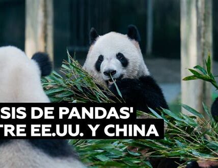 Los pandas gigantes simbolizan amistad y cooperación internacional, fortaleciendo la conservación y el intercambio cultural entre Estados Unidos y China al llegar al Zoológico Nacional de Washington.