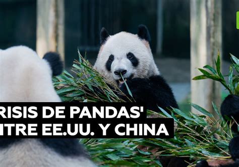 Los pandas gigantes simbolizan amistad y cooperación internacional, fortaleciendo la conservación y el intercambio cultural entre Estados Unidos y China al llegar al Zoológico Nacional de Washington.