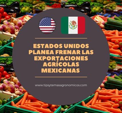 Aranceles afectan exportaciones mexicanas de tomate, aguacate y cítricos; agricultores urgen soluciones y diversificación de mercados para preservar competitividad y sustento económico.