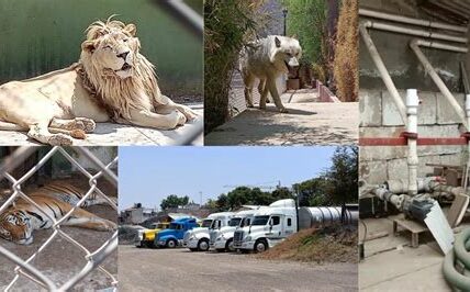 Operativo en Ecatepec detiene a 40 personas y asegura 27 animales exóticos; autoridades buscan desmantelar red de tráfico de fauna silvestre en la región.