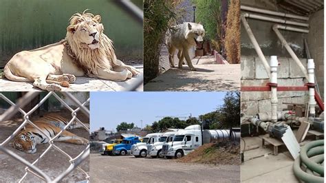 Operativo en Ecatepec detiene a 40 personas y asegura 27 animales exóticos; autoridades buscan desmantelar red de tráfico de fauna silvestre en la región.