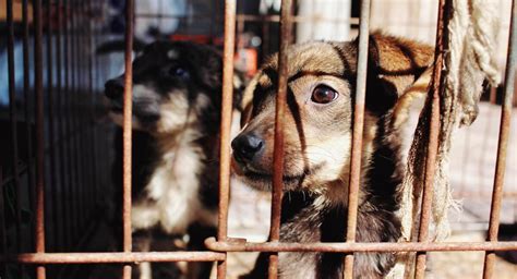 México fortalece su legislación para proteger a los animales, aumentando penas y multas por maltrato, promoviendo así una cultura de respeto y empatía hacia ellos.