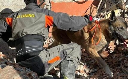 La SCJN reafirma la importancia de proteger a los animales de servicio, condenando al acusado y marcando un precedente crucial en la justicia mexicana.