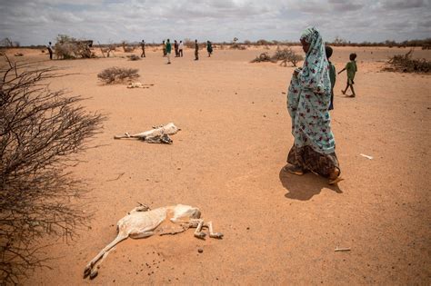 La crisis en Somalia ha desbordado los campamentos de refugiados en Kenia, poniendo en riesgo a miles de personas. Se requiere urgente apoyo internacional.